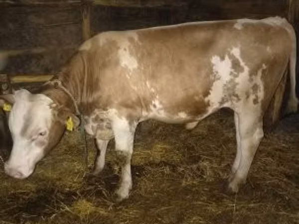 公牛, Simmental cattle