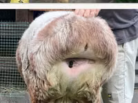 Oveja, East Friesian Dairy sheep — foto 5