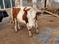 بقرة, Swiss cattle — الصورة 3