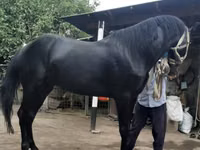 公马, Budyonny horse — 照片 5