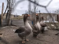 تولوز — الصورة 3