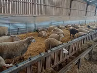 Хонь, Rouge de l’Ouest sheep — 3 зураг