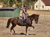Mare, Hungarian horse breed — photo 5