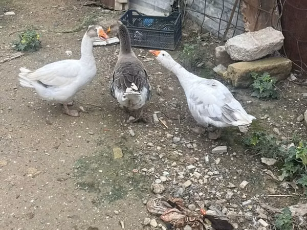 Geese