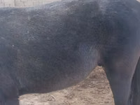 خيول (دفعة، الجنس غير محدد), الخيول — الصورة 3