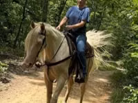 公马, Kentucky mountain daddle horse — 照片 4