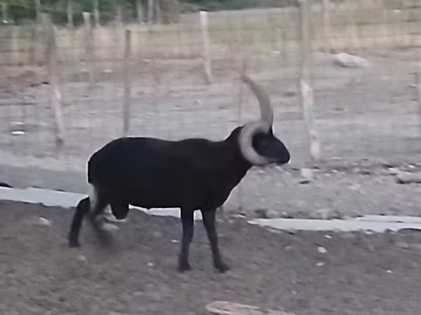 Хуц, Shetland sheep