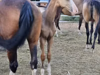 घोड़ा, Akhal-Teke — फ़ोटो 4