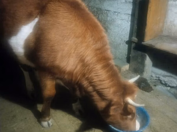 Cow, Latvian Blue cattle