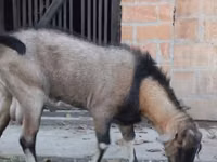 बकरा, Nubian Goat — फ़ोटो 3