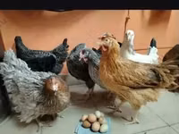 Chickens — photo 7
