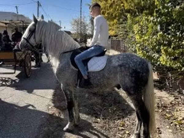 घोड़ा, Andalusian horse