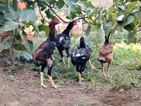 Chickens — الصورة 8