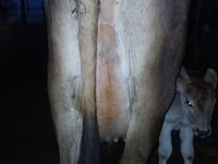 Cow, Cattle — photo 3