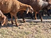 Camella, Camellos — foto 5