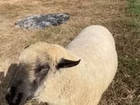 Хуц, Hampshire sheep — 1 зураг
