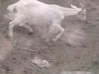 Ziege, Ziegen — Foto 5
