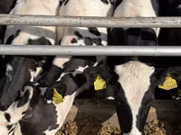 Kuh, Russian Black pied cattle — Foto 8