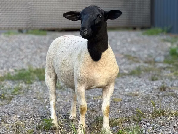 كبش, Hissar sheep