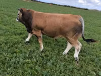 Bulle, Partenaise cattle — Foto 3