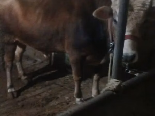 公牛, Cattle