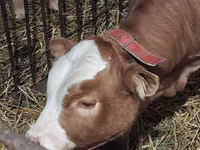 ثور, Simmental cattle — الصورة 1