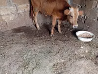 ثور, الماشية — الصورة 4