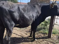 母牛, Holstein breed — 照片 4