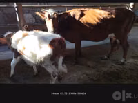 Үнээ, Simmental cattle — 3 зураг