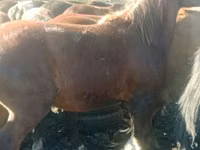 公马, Horses — 照片 3