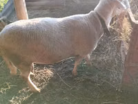 मेढ़ा, Lacaune sheep — फ़ोटो 5