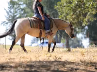 Mare, Quarter Horse — photo 8