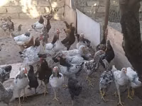 Chickens — 2 зураг