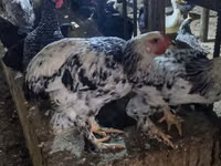 Chickens — photo 1