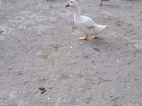 Ducks — photo 2