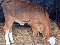 Bovinos (lote, sexo no especificado), Simmental cattle — foto 2