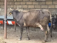 Cow, Cattle — photo 4