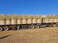 Eragrostis bales - Round / Big (For Sale) — फ़ोटो 1