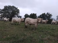 ثور, Charolais cattle — الصورة 2