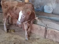 母牛, Cattle — 照片 2