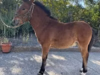 घोड़ा, Welsh Cob — फ़ोटो 1