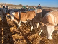 母牛, Hungarian Grey breed — 照片 2