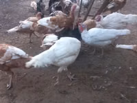 Broad Breasted White — photo 3