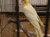 2 ədəd Corella quşu. ümumilikdə 100 Azn verilir 2 quş və qəfəs — foto 2