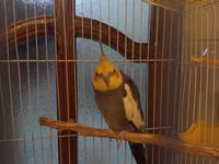 Nimfa (cockatiel) tutuquşu və qəfəs dəsti - Növ: Nimfa tutuquşu — foto 3