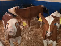 Cattle (batch, sex not specified), Simmental cattle — photo 4