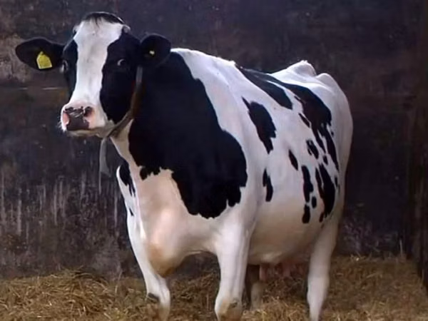 Kuh, Kholmogory Cattle — Russland
