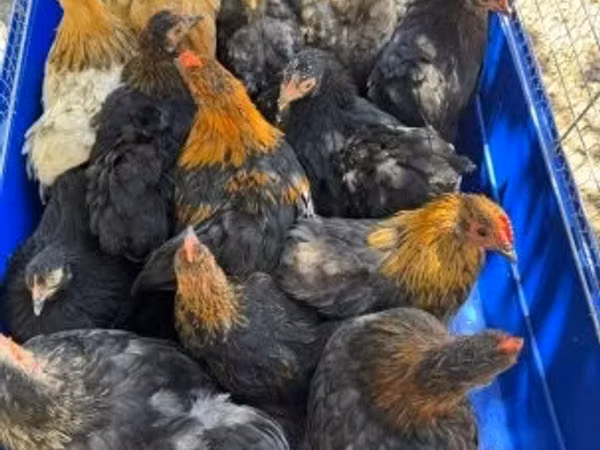 Bantam Pekín