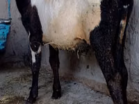 Bulle, Russian Black pied cattle — Foto 2