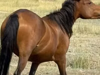 घोड़ी, Tatar horse — फ़ोटो 1